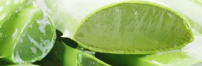 aloe vera