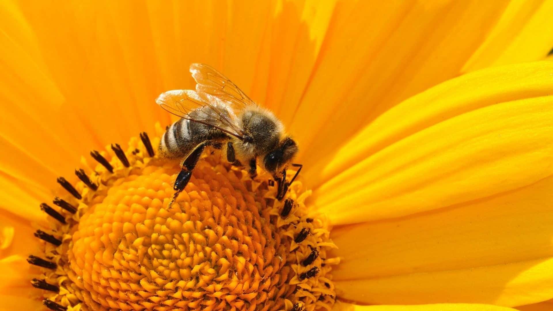 La vitamine B12 : une vitamine indispensable à votre bien-être