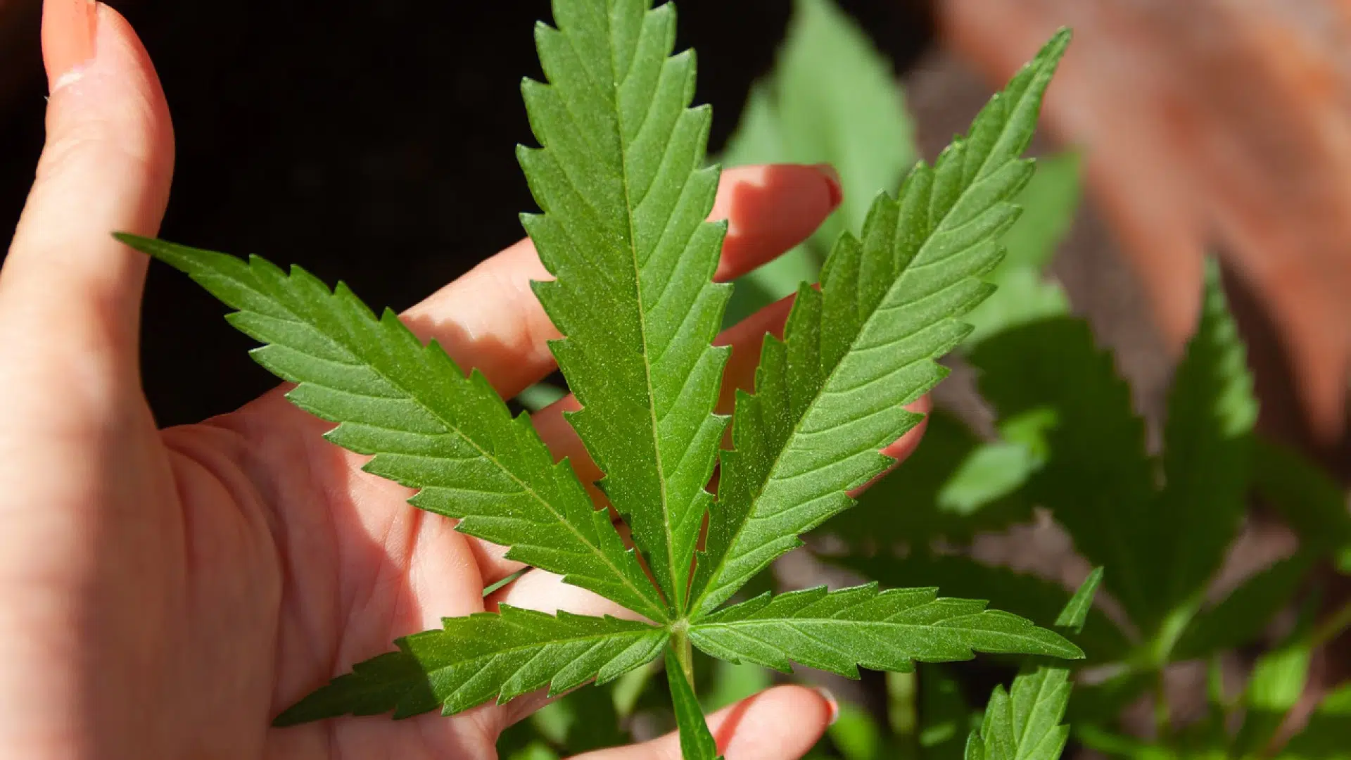 Pourquoi devriez-vous suivre des blogs sur le cbd ?