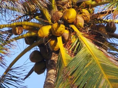 Quels sont les bienfaits de l’eau de coco ?