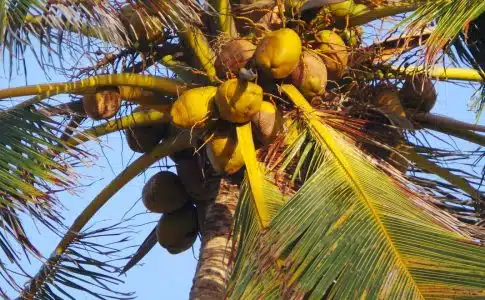 Quels sont les bienfaits de l’eau de coco ?