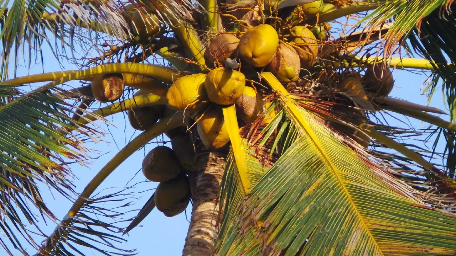Quels sont les bienfaits de l’eau de coco ?