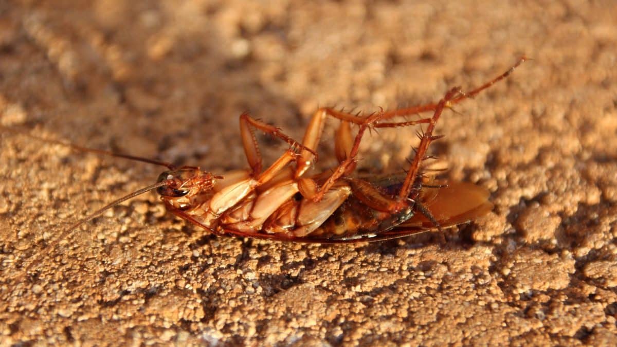 Se débarrasser des cafards : mode d'emploi